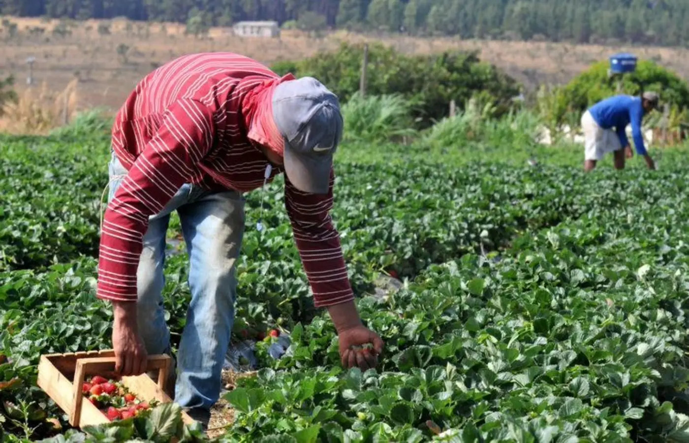 plano-safra-2025/2026:-credito-rural-empresarial-cresce-6%-e-soma-r$-316,57-bilhoes