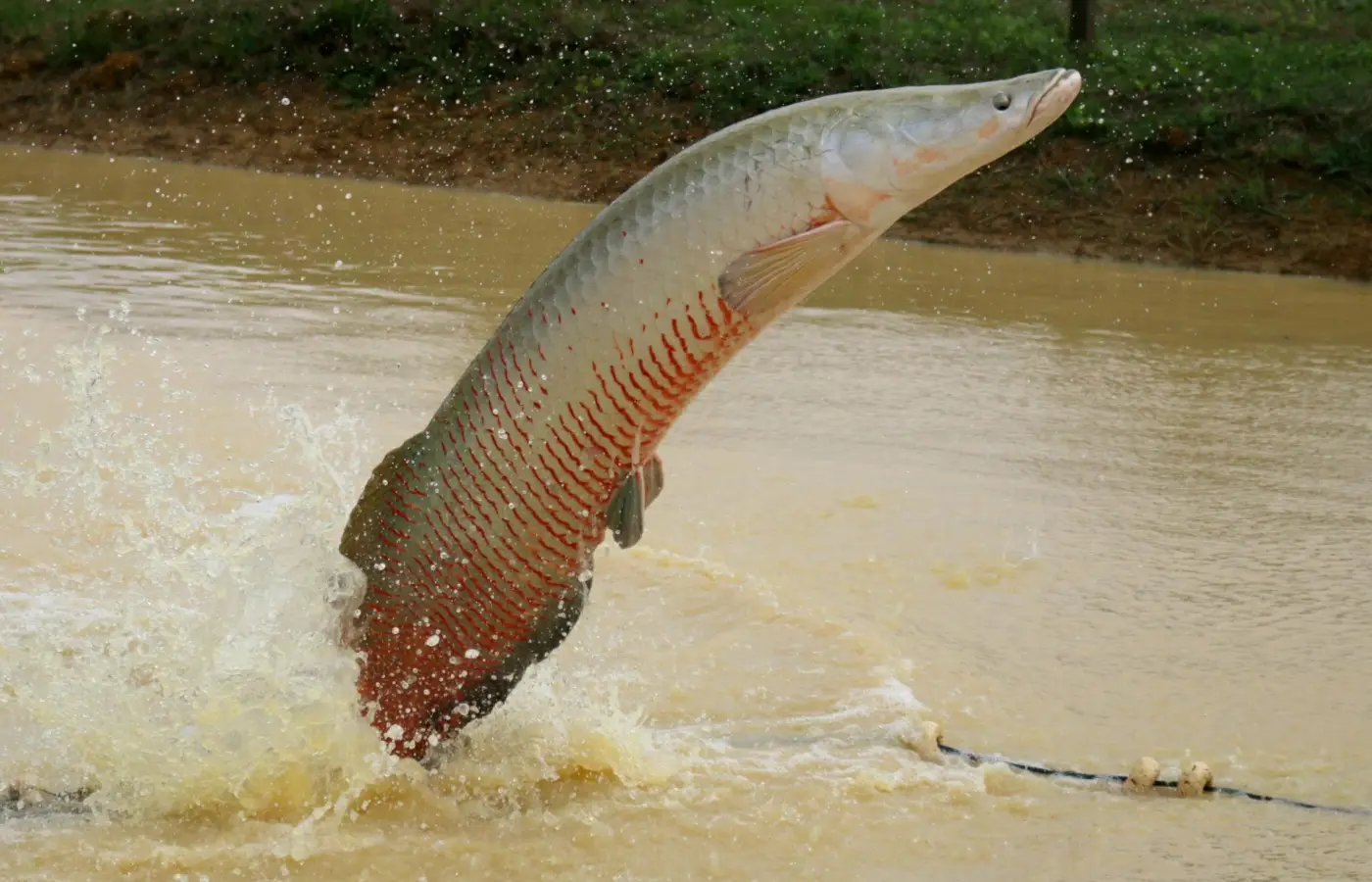 ibama-declara-pirarucu-especie-invasora-e-libera-abate-do-peixe-fora-da-bacia-amazonica