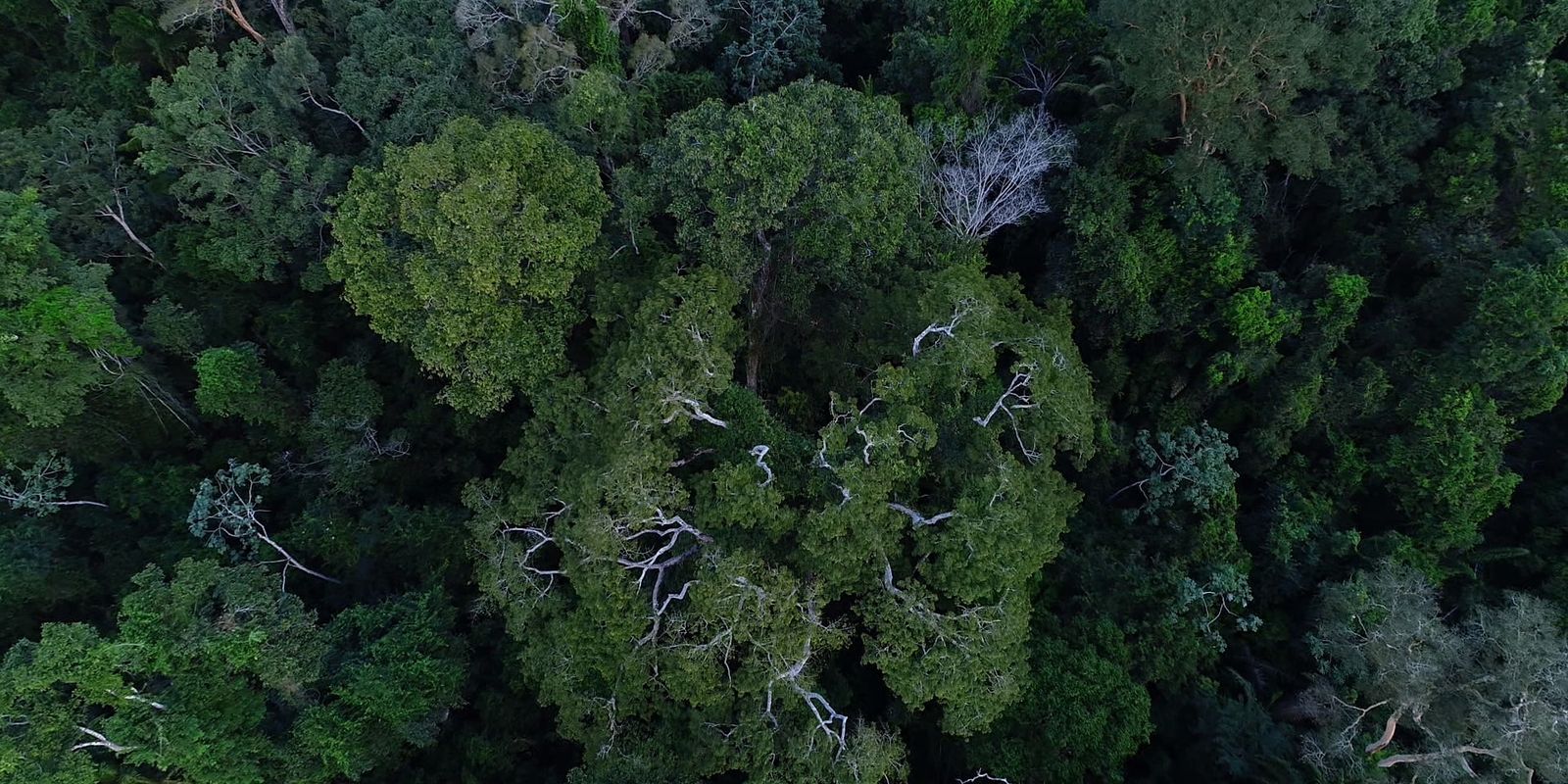 politica-de-cooperacao-com-municipios-reduz-incendios-na-amazonia