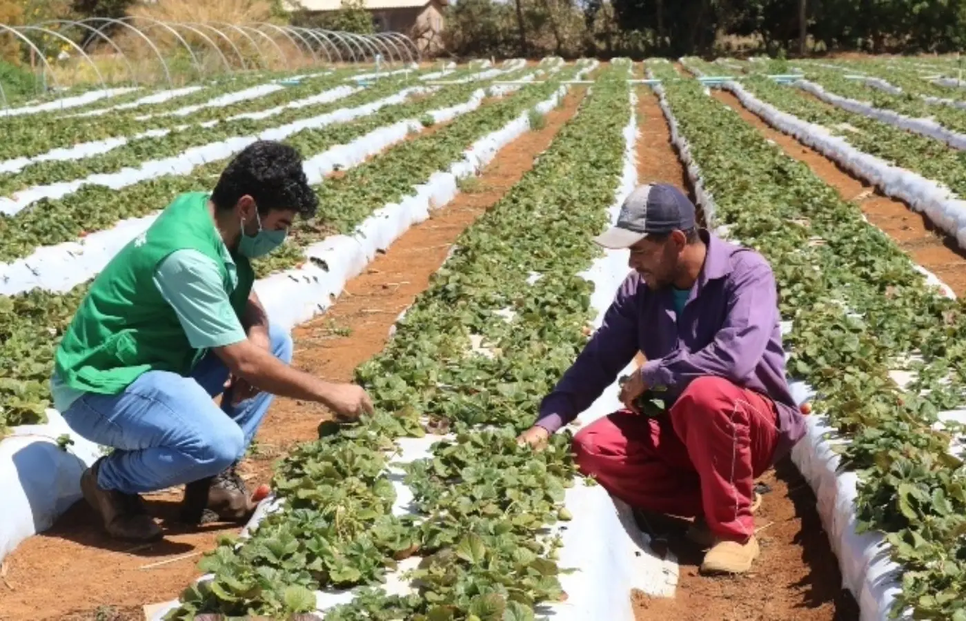 cepea:-el-nino-vai-comprometer-producao-de-frutas-e-hortalicas